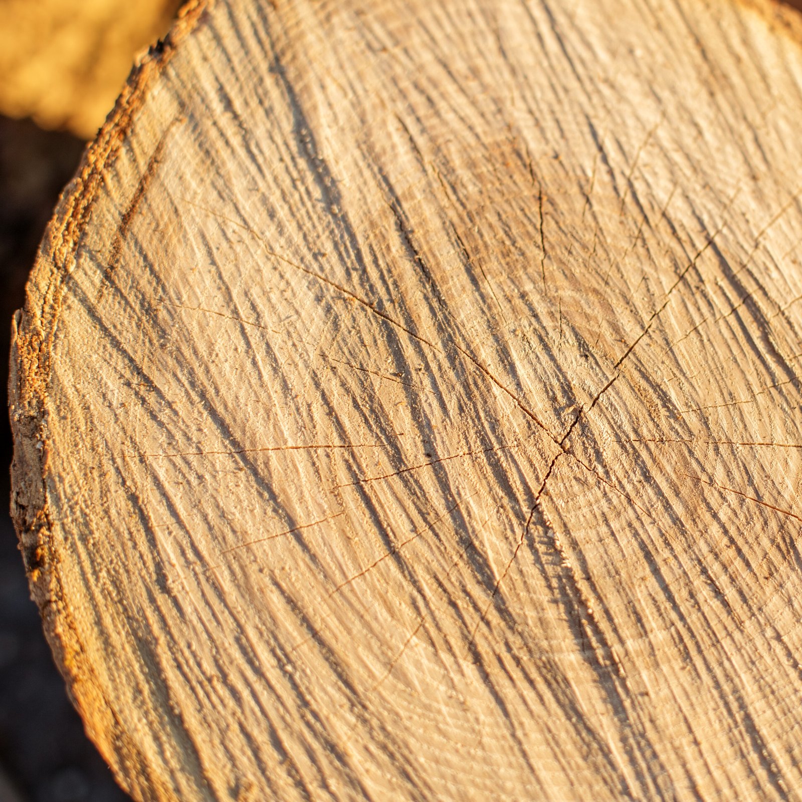 Ash wood texture